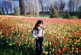 Tulip
